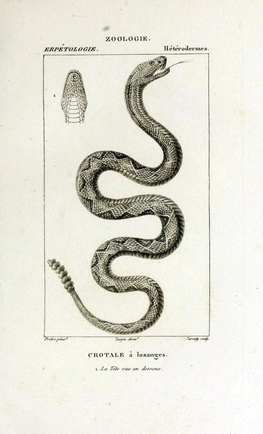 Dictionnaire des sciences naturelles,.Strasbourg,||ParisF. G. Levrault;||Le Normant,1816-30.. |  | Vintage Print Reproduction 469508