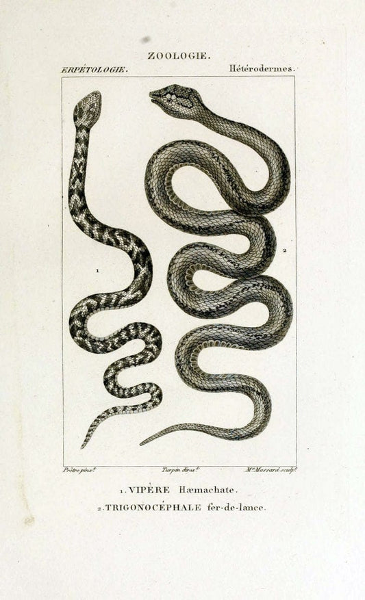 Dictionnaire des sciences naturelles,.Strasbourg,||ParisF. G. Levrault;||Le Normant,1816-30.. |  | Vintage Print Reproduction 469509
