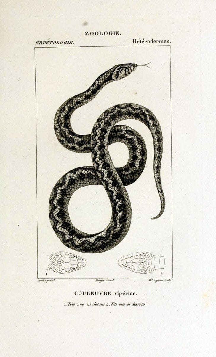Dictionnaire des sciences naturelles,.Strasbourg,||ParisF. G. Levrault;||Le Normant,1816-30.. |  | Vintage Print Reproduction 469510