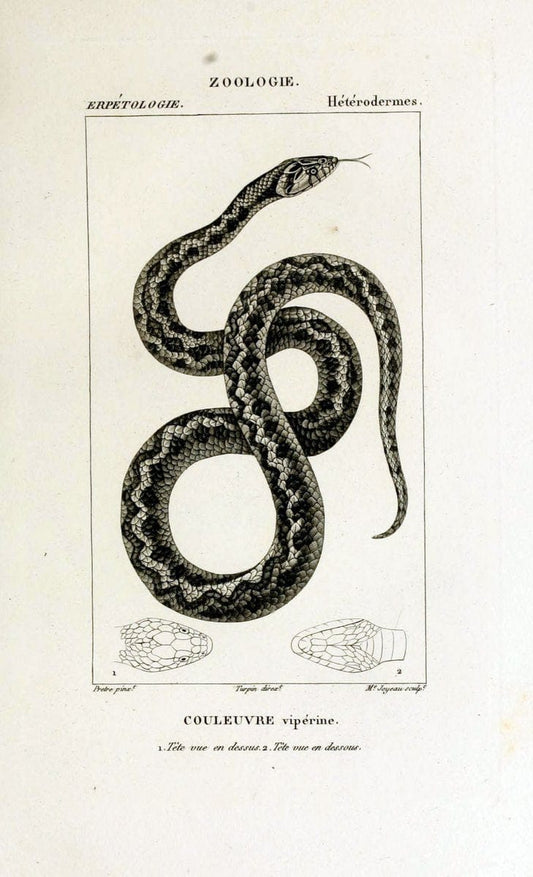 Dictionnaire des sciences naturelles,.Strasbourg,||ParisF. G. Levrault;||Le Normant,1816-30.. |  | Vintage Print Reproduction 469510
