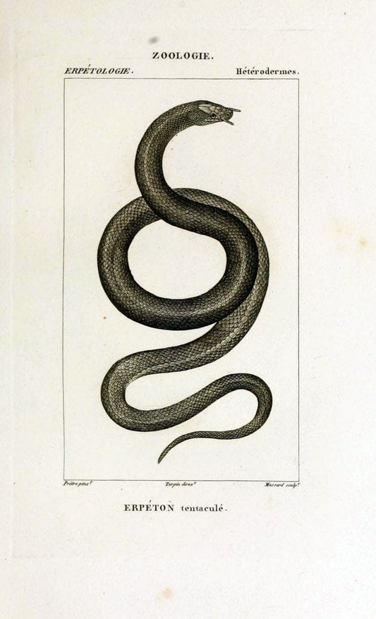 Dictionnaire des sciences naturelles,.Strasbourg,||ParisF. G. Levrault;||Le Normant,1816-30.. |  | Vintage Print Reproduction 469511