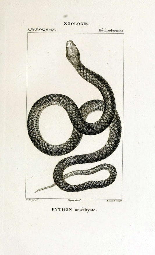 Dictionnaire des sciences naturelles,.Strasbourg,||ParisF. G. Levrault;||Le Normant,1816-30.. |  | Vintage Print Reproduction 469512