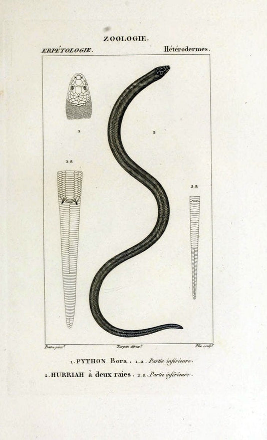 Dictionnaire des sciences naturelles,.Strasbourg,||ParisF. G. Levrault;||Le Normant,1816-30.. |  | Vintage Print Reproduction 469513