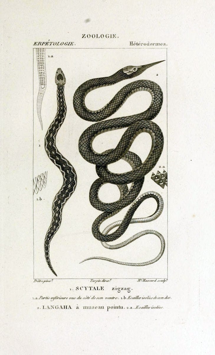 Dictionnaire des sciences naturelles,.Strasbourg,||ParisF. G. Levrault;||Le Normant,1816-30.. |  | Vintage Print Reproduction 469515