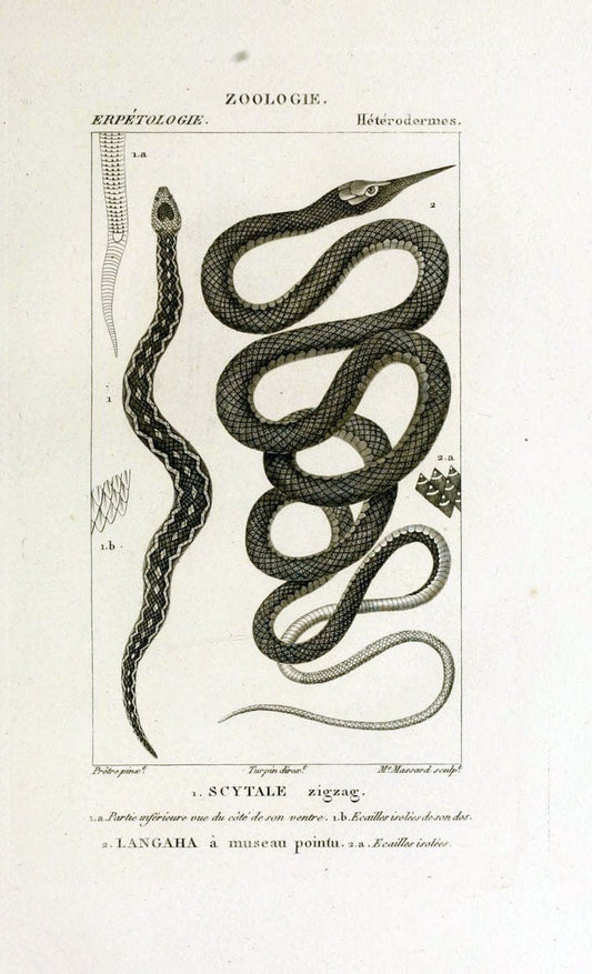 Dictionnaire des sciences naturelles,.Strasbourg,||ParisF. G. Levrault;||Le Normant,1816-30.. |  | Vintage Print Reproduction 469515