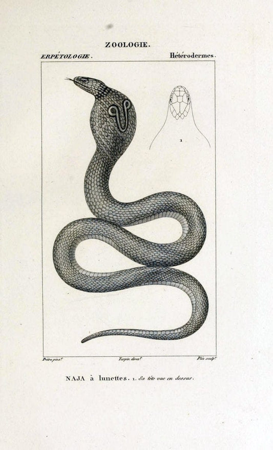 Dictionnaire des sciences naturelles,.Strasbourg,||ParisF. G. Levrault;||Le Normant,1816-30.. |  | Vintage Print Reproduction 469516