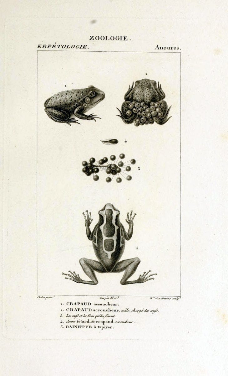 Dictionnaire des sciences naturelles,.Strasbourg,||ParisF. G. Levrault;||Le Normant,1816-30.. |  | Vintage Print Reproduction 469517