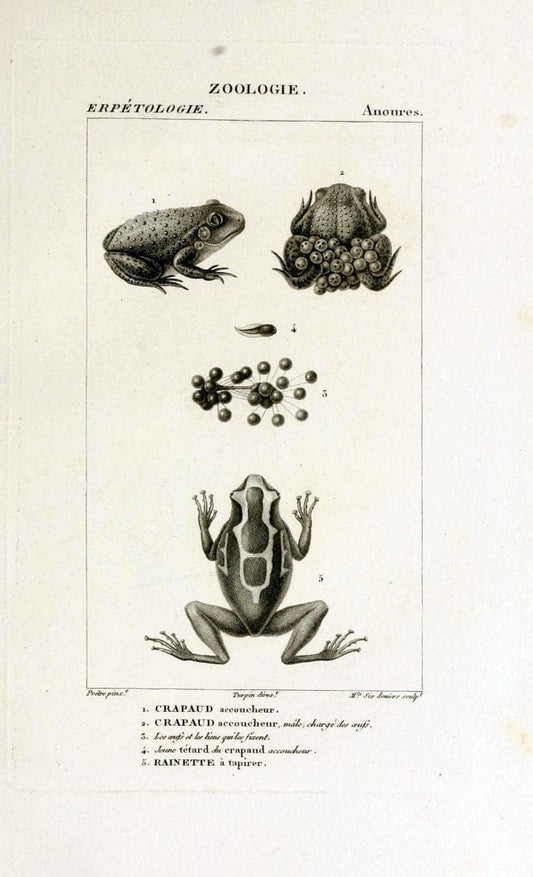 Dictionnaire des sciences naturelles,.Strasbourg,||ParisF. G. Levrault;||Le Normant,1816-30.. |  | Vintage Print Reproduction 469517