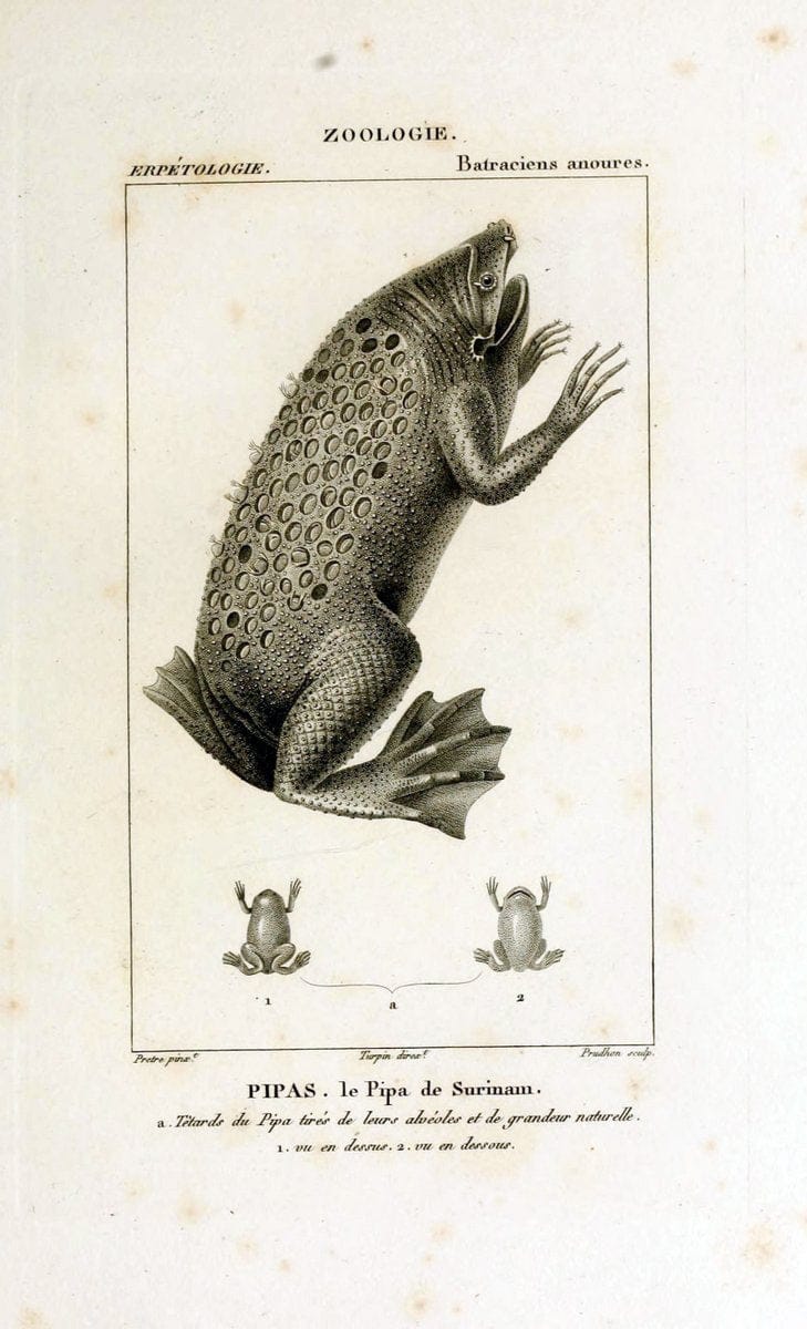 Dictionnaire des sciences naturelles,.Strasbourg,||ParisF. G. Levrault;||Le Normant,1816-30.. |  | Vintage Print Reproduction 469519