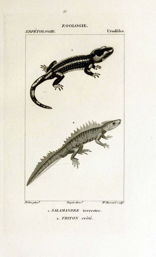 Dictionnaire des sciences naturelles,.Strasbourg,||ParisF. G. Levrault;||Le Normant,1816-30.. |  | Vintage Print Reproduction 469520