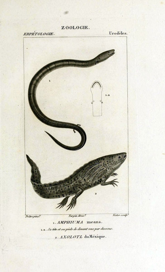 Dictionnaire des sciences naturelles,.Strasbourg,||ParisF. G. Levrault;||Le Normant,1816-30.. |  | Vintage Print Reproduction 469521