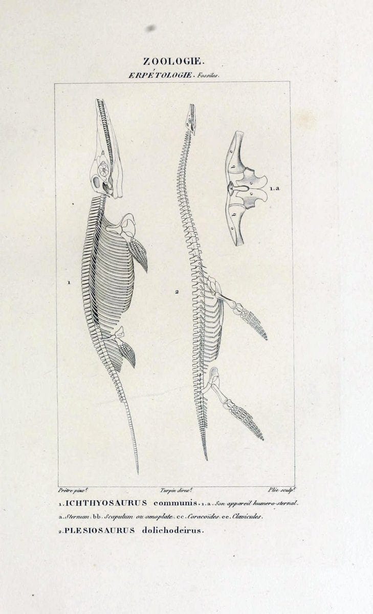 Dictionnaire des sciences naturelles,.Strasbourg,||ParisF. G. Levrault;||Le Normant,1816-30.. |  | Vintage Print Reproduction 469522