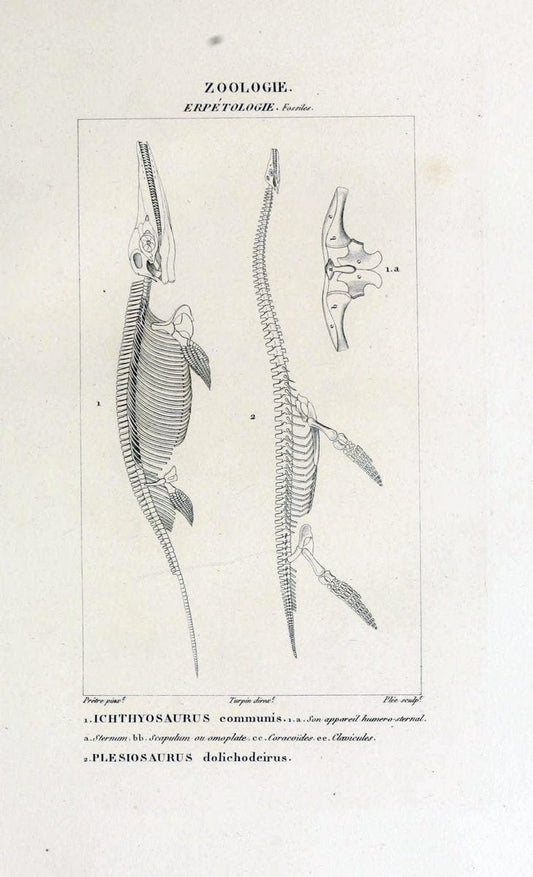 Dictionnaire des sciences naturelles,.Strasbourg,||ParisF. G. Levrault;||Le Normant,1816-30.. |  | Vintage Print Reproduction 469522