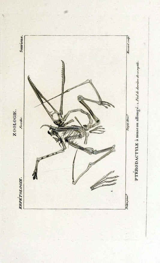 Dictionnaire des sciences naturelles,.Strasbourg,||ParisF. G. Levrault;||Le Normant,1816-30.. |  | Vintage Print Reproduction 469524