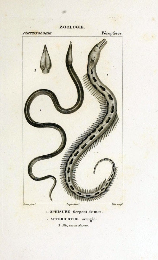 Dictionnaire des sciences naturelles,.Strasbourg,||ParisF. G. Levrault;||Le Normant,1816-30.. |  | Vintage Print Reproduction 469525