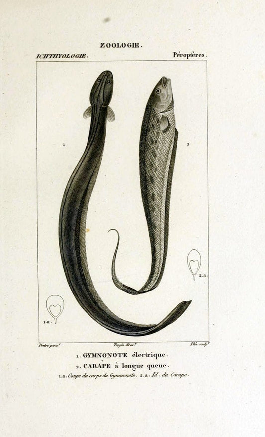 Dictionnaire des sciences naturelles,.Strasbourg,||ParisF. G. Levrault;||Le Normant,1816-30.. |  | Vintage Print Reproduction 469526