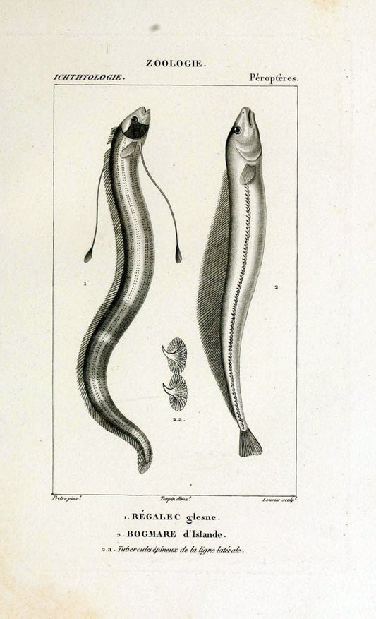 Dictionnaire des sciences naturelles,.Strasbourg,||ParisF. G. Levrault;||Le Normant,1816-30.. |  | Vintage Print Reproduction 469528