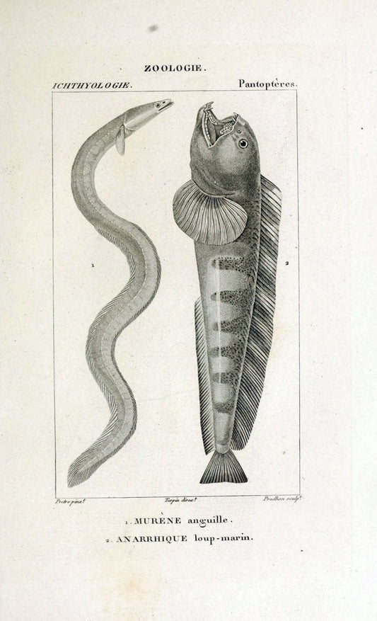 Dictionnaire des sciences naturelles,.Strasbourg,||ParisF. G. Levrault;||Le Normant,1816-30.. |  | Vintage Print Reproduction 469530