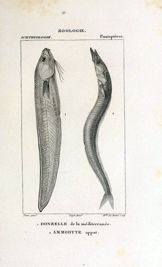 Dictionnaire des sciences naturelles,.Strasbourg,||ParisF. G. Levrault;||Le Normant,1816-30.. |  | Vintage Print Reproduction 469531
