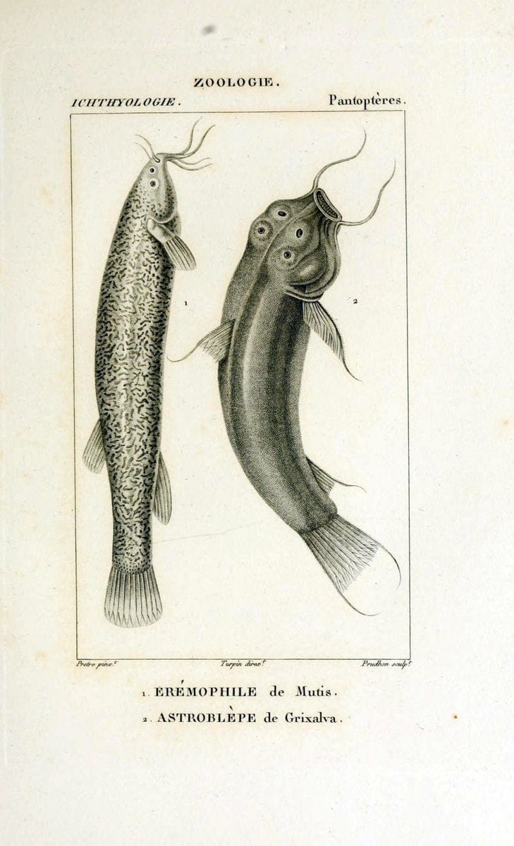 Dictionnaire des sciences naturelles,.Strasbourg,||ParisF. G. Levrault;||Le Normant,1816-30.. |  | Vintage Print Reproduction 469533