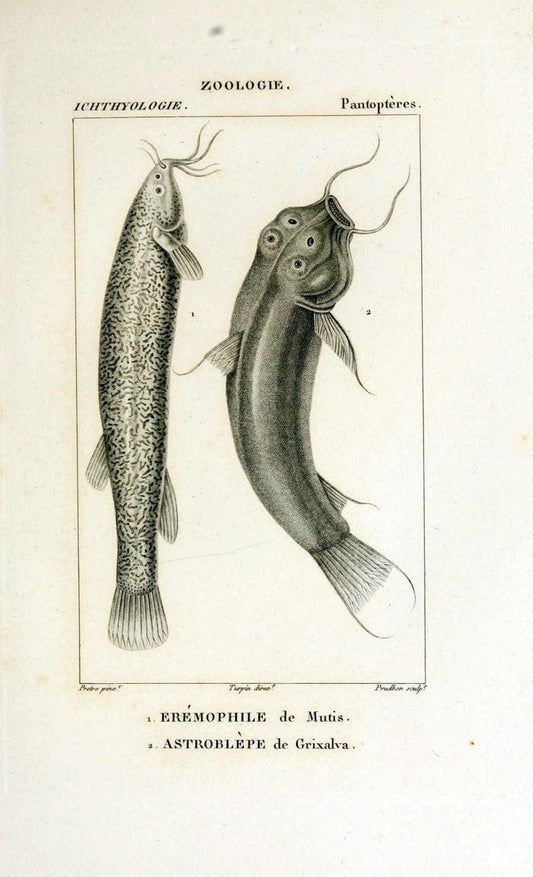Dictionnaire des sciences naturelles,.Strasbourg,||ParisF. G. Levrault;||Le Normant,1816-30.. |  | Vintage Print Reproduction 469533