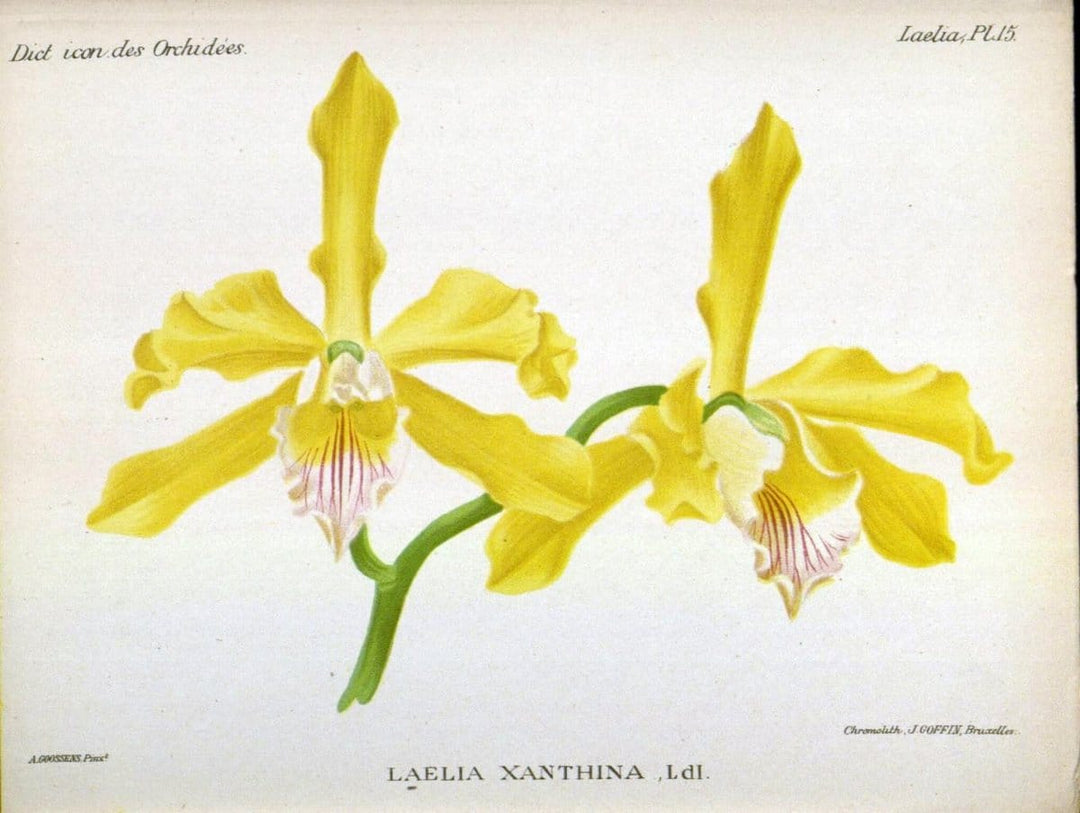 Dictionnaire iconographique des orchidees :.Bruxelles :Imp. F. Havermans, 1896-1907.  | Botany Orchidaceae "Pictorial works"  | Vintage Print Reproduction 469534