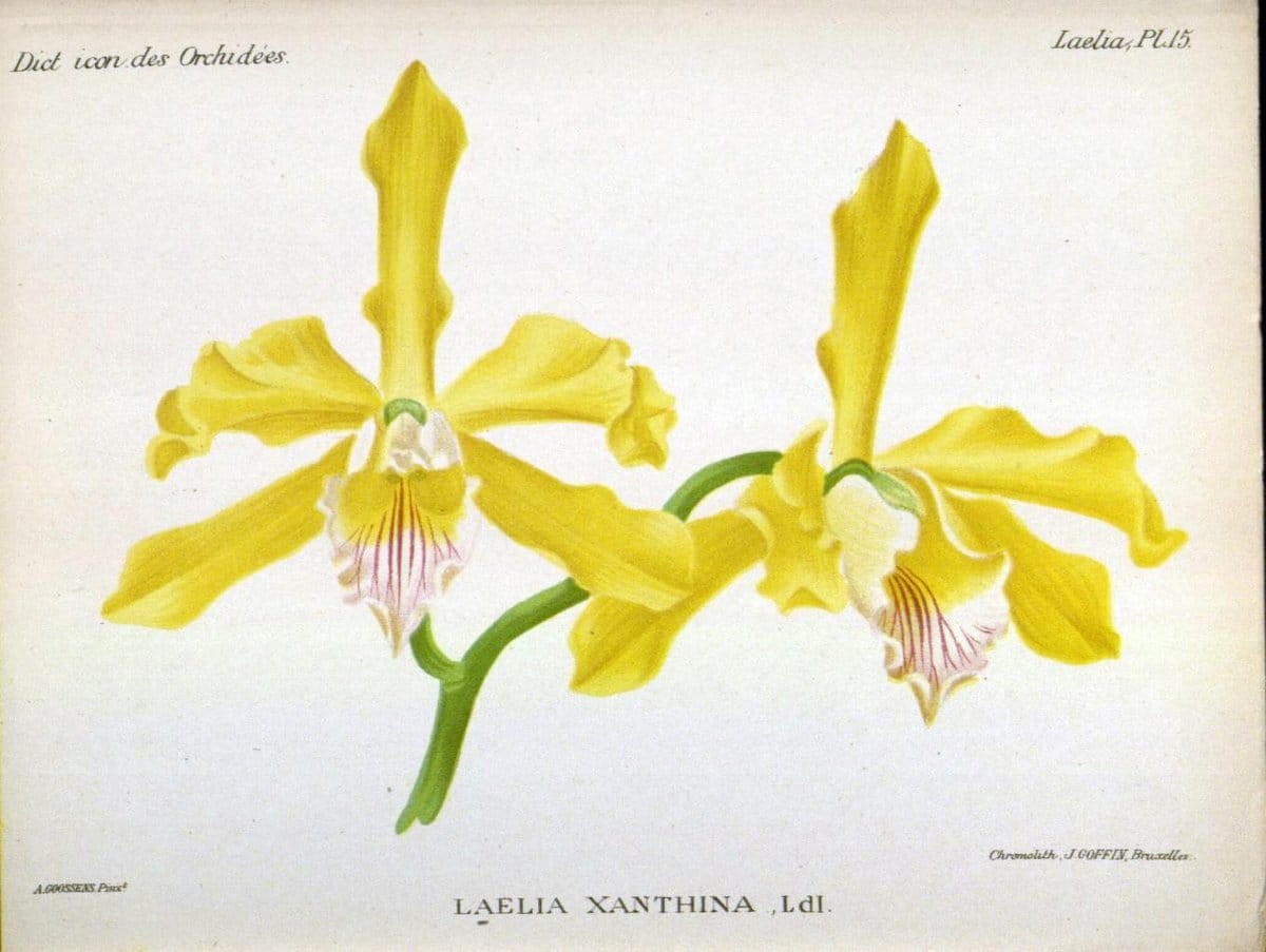 Dictionnaire iconographique des orchidees :.Bruxelles :Imp. F. Havermans, 1896-1907.  | Botany Orchidaceae "Pictorial works"  | Vintage Print Reproduction 469534