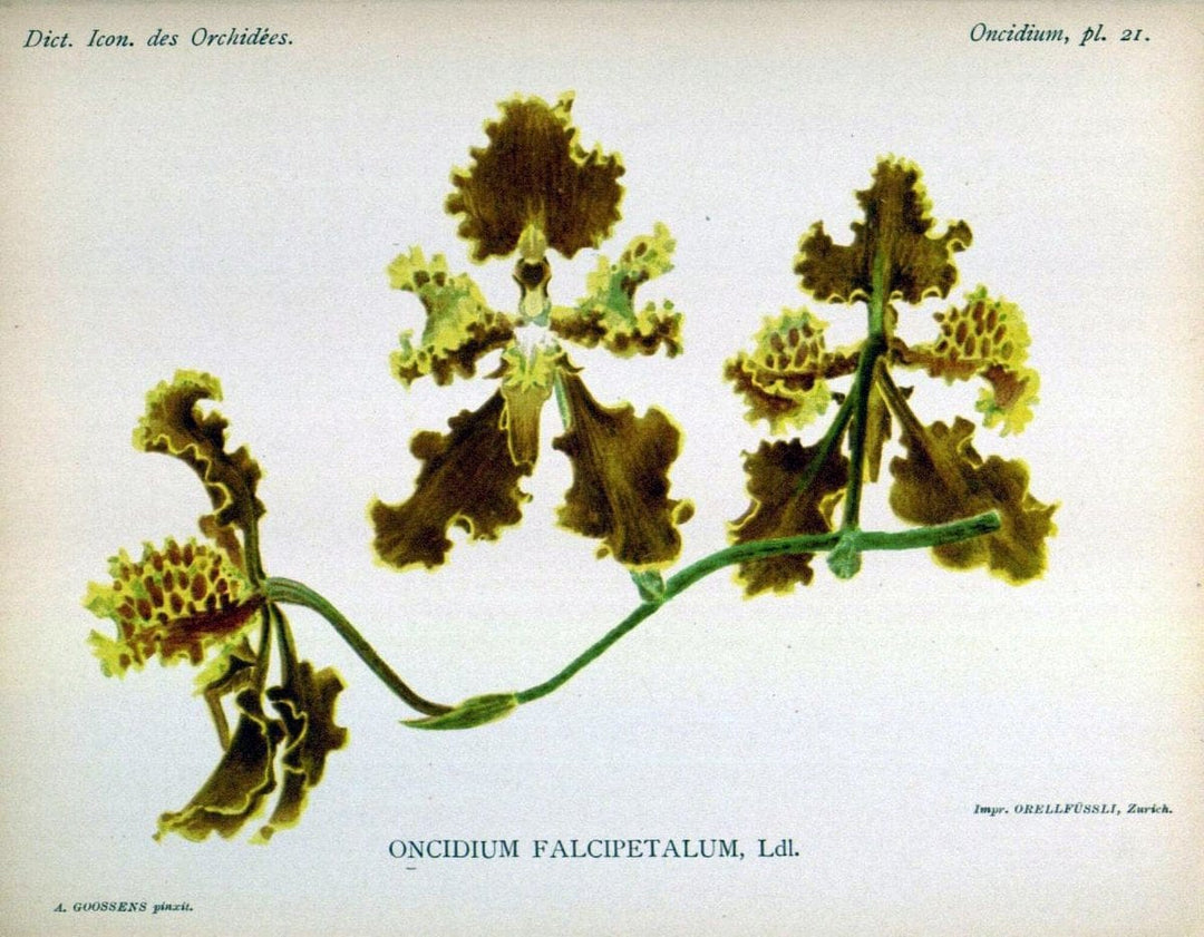 Dictionnaire iconographique des orchidees :.Bruxelles :Imp. F. Havermans, 1896-1907.  | Botany Orchidaceae "Pictorial works"  | Vintage Print Reproduction 469535