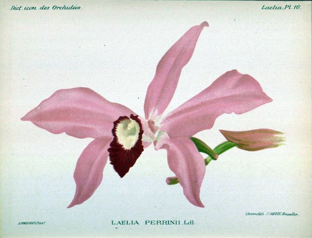 Dictionnaire iconographique des orchidees :.Bruxelles :Imp. F. Havermans, 1896-1907.  | Botany Orchidaceae "Pictorial works"  | Vintage Print Reproduction 469536