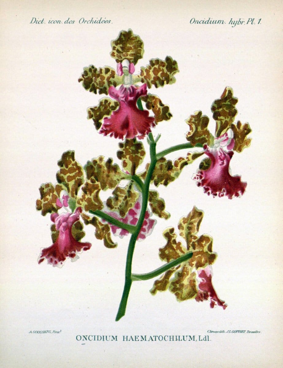 Dictionnaire iconographique des orchidees :.Bruxelles :Imp. F. Havermans, 1896-1907.  | Botany Orchidaceae "Pictorial works"  | Vintage Print Reproduction 469537