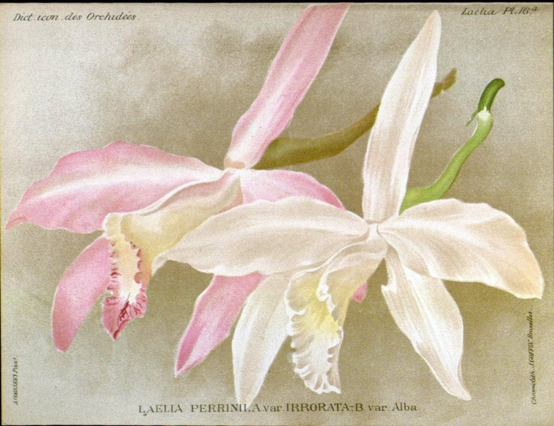 Dictionnaire iconographique des orchidees :.Bruxelles :Imp. F. Havermans, 1896-1907.  | Botany Orchidaceae "Pictorial works"  | Vintage Print Reproduction 469538