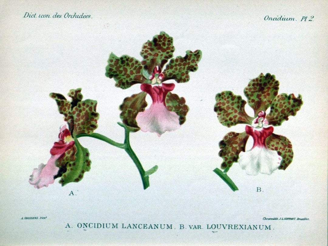 Dictionnaire iconographique des orchidees :.Bruxelles :Imp. F. Havermans, 1896-1907.  | Botany Orchidaceae "Pictorial works"  | Vintage Print Reproduction 469539