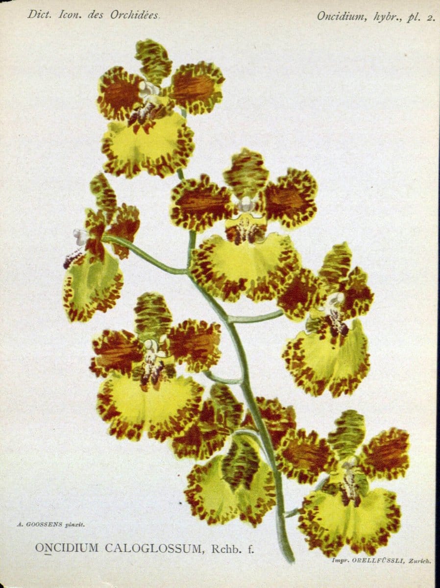 Dictionnaire iconographique des orchidees :.Bruxelles :Imp. F. Havermans, 1896-1907.  | Botany Orchidaceae "Pictorial works"  | Vintage Print Reproduction 469540