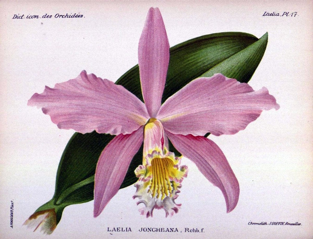 Dictionnaire iconographique des orchidees :.Bruxelles :Imp. F. Havermans, 1896-1907.  | Botany Orchidaceae "Pictorial works"  | Vintage Print Reproduction 469541