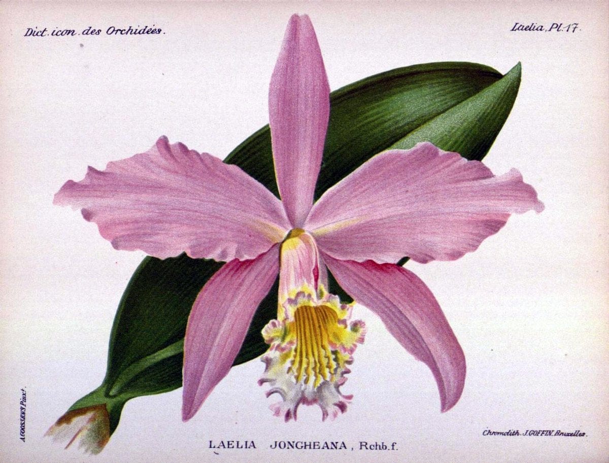 Dictionnaire iconographique des orchidees :.Bruxelles :Imp. F. Havermans, 1896-1907.  | Botany Orchidaceae "Pictorial works"  | Vintage Print Reproduction 469541
