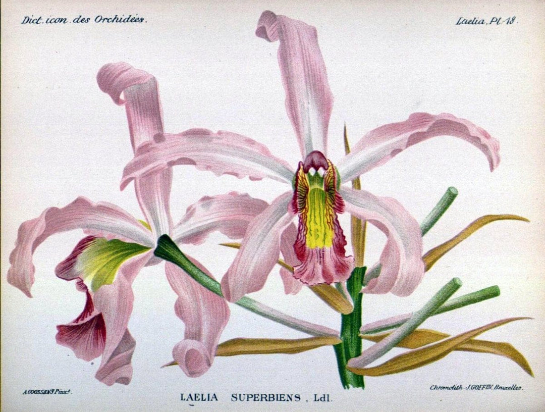 Dictionnaire iconographique des orchidees :.Bruxelles :Imp. F. Havermans, 1896-1907.  | Botany Orchidaceae "Pictorial works"  | Vintage Print Reproduction 469542