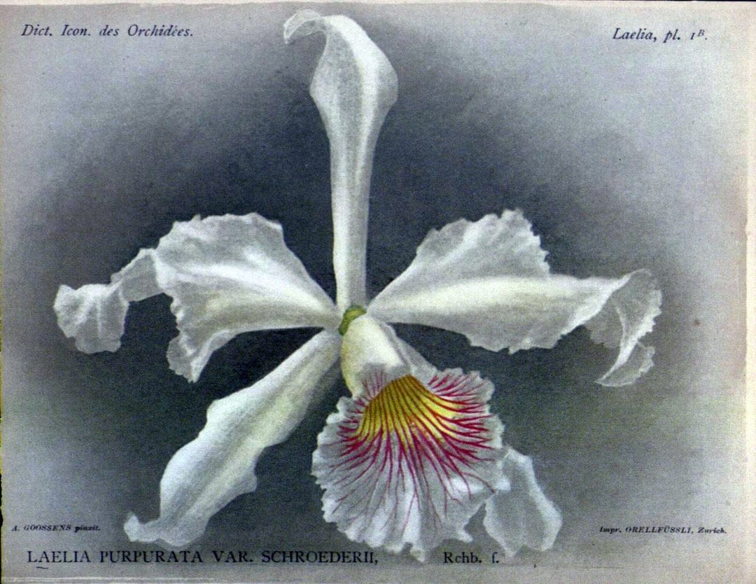 Dictionnaire iconographique des orchidees :.Bruxelles :Imp. F. Havermans, 1896-1907.  | Botany Orchidaceae "Pictorial works"  | Vintage Print Reproduction 469543