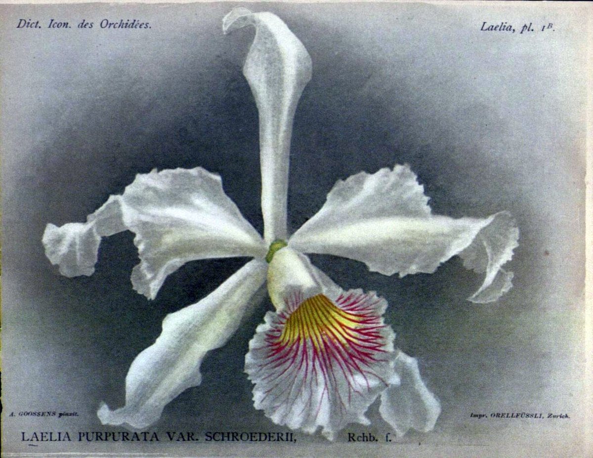 Dictionnaire iconographique des orchidees :.Bruxelles :Imp. F. Havermans, 1896-1907.  | Botany Orchidaceae "Pictorial works"  | Vintage Print Reproduction 469543
