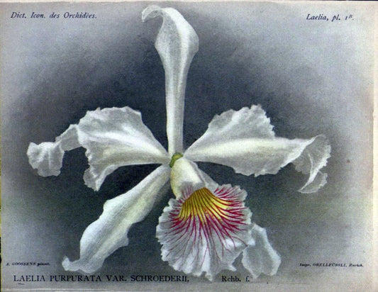 Dictionnaire iconographique des orchidees :.Bruxelles :Imp. F. Havermans, 1896-1907.  | Botany Orchidaceae "Pictorial works"  | Vintage Print Reproduction 469543