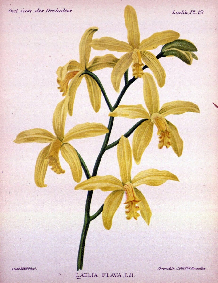 Dictionnaire iconographique des orchidees :.Bruxelles :Imp. F. Havermans, 1896-1907.  | Botany Orchidaceae "Pictorial works"  | Vintage Print Reproduction 469544