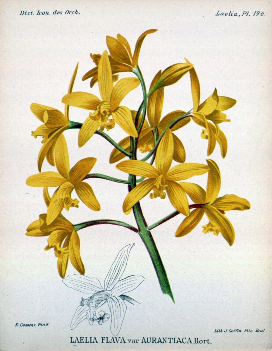 Dictionnaire iconographique des orchidees :.Bruxelles :Imp. F. Havermans, 1896-1907.  | Botany Orchidaceae "Pictorial works"  | Vintage Print Reproduction 469545
