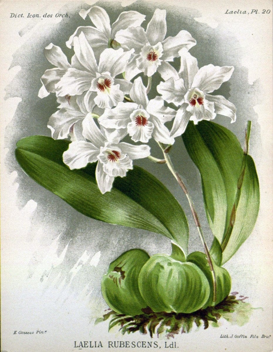 Dictionnaire iconographique des orchidees :.Bruxelles :Imp. F. Havermans, 1896-1907.  | Botany Orchidaceae "Pictorial works"  | Vintage Print Reproduction 469546