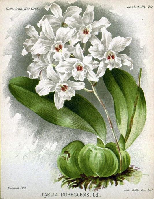 Dictionnaire iconographique des orchidees :.Bruxelles :Imp. F. Havermans, 1896-1907.  | Botany Orchidaceae "Pictorial works"  | Vintage Print Reproduction 469546