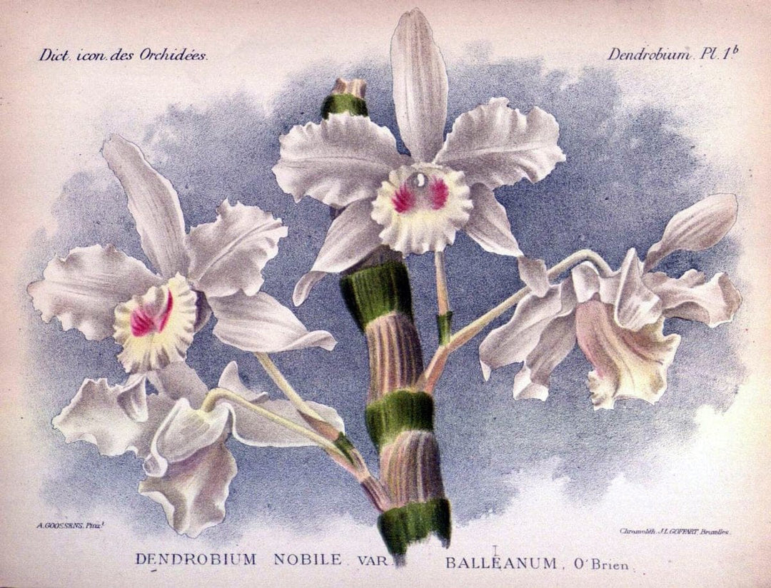 Dictionnaire iconographique des orchidees :.Bruxelles :Imp. F. Havermans, 1896-1907.  | Botany Orchidaceae "Pictorial works"  | Vintage Print Reproduction 469547