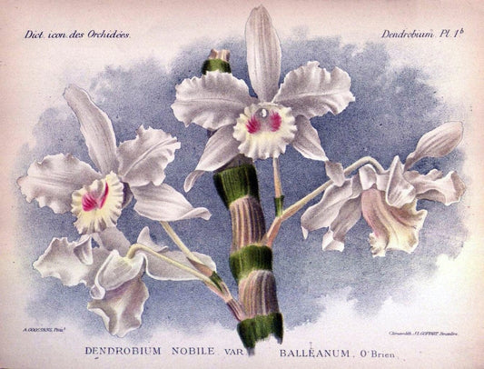 Dictionnaire iconographique des orchidees :.Bruxelles :Imp. F. Havermans, 1896-1907.  | Botany Orchidaceae "Pictorial works"  | Vintage Print Reproduction 469547