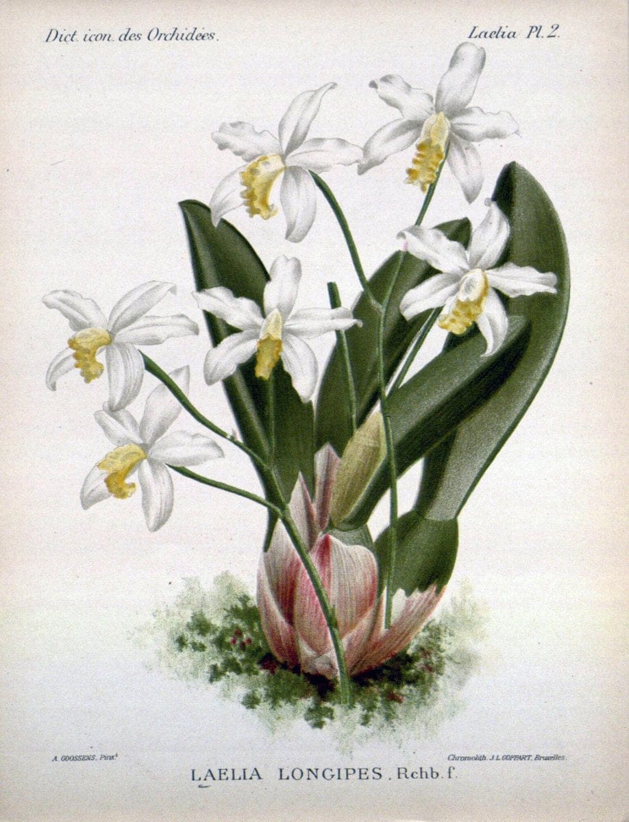 Dictionnaire iconographique des orchidees :.Bruxelles :Imp. F. Havermans, 1896-1907.  | Botany Orchidaceae "Pictorial works"  | Vintage Print Reproduction 469549