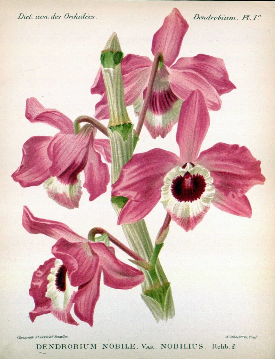 Dictionnaire iconographique des orchidees :.Bruxelles :Imp. F. Havermans, 1896-1907.  | Botany Orchidaceae "Pictorial works"  | Vintage Print Reproduction 469550
