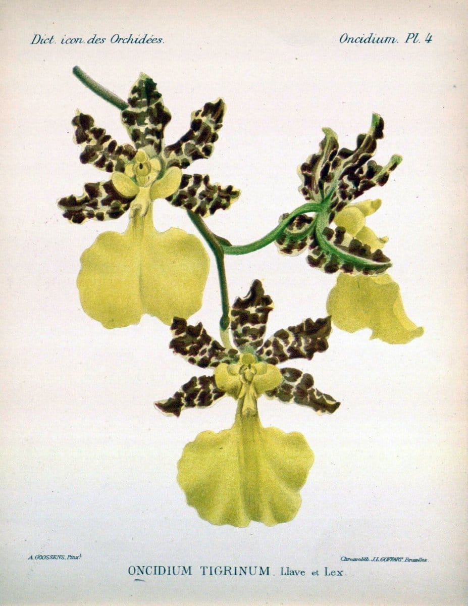 Dictionnaire iconographique des orchidees :.Bruxelles :Imp. F. Havermans, 1896-1907.  | Botany Orchidaceae "Pictorial works"  | Vintage Print Reproduction 469551