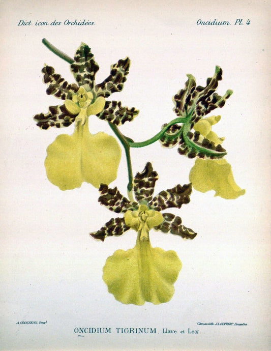 Dictionnaire iconographique des orchidees :.Bruxelles :Imp. F. Havermans, 1896-1907.  | Botany Orchidaceae "Pictorial works"  | Vintage Print Reproduction 469551