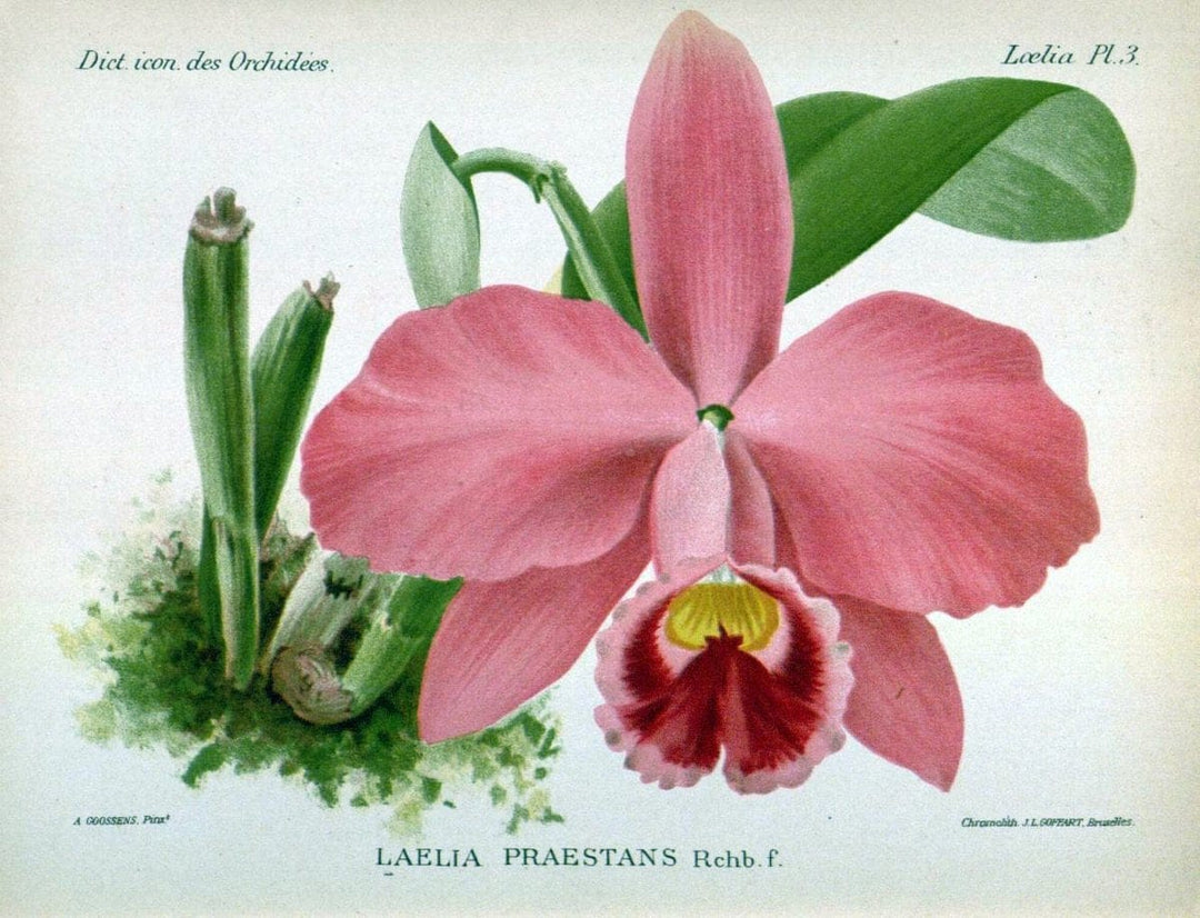 Dictionnaire iconographique des orchidees :.Bruxelles :Imp. F. Havermans, 1896-1907.  | Botany Orchidaceae "Pictorial works"  | Vintage Print Reproduction 469552